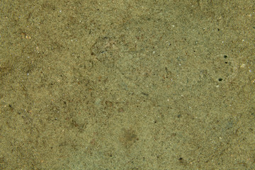 camouflaged Flatfish, Flounder