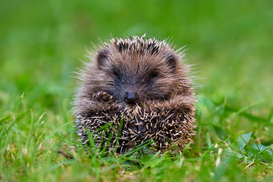 Little hedgehog close up