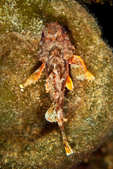 Scorpaena notata, porcus Scorpionfish