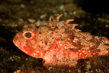 Scorpaena notata, porcus Scorpionfish