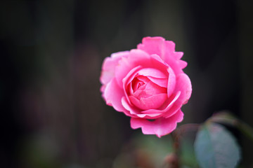 Simply a pink rose bud on a dark background.