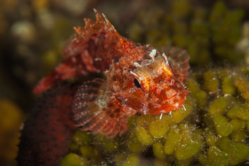 Scorpaena notata, porcus Scorpionfish