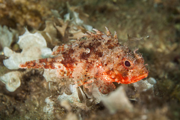 Scorpaena notata, porcus Scorpionfish