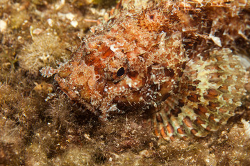 Obraz na płótnie Canvas Scorpaena notata, porcus Scorpionfish