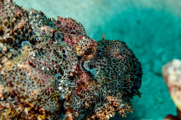Scorpionfish , Scorpaenidae 