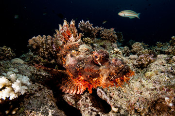Scorpionfish , Scorpaenidae 