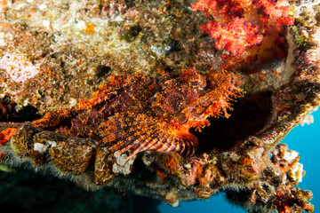 Scorpionfish , Scorpaenidae 