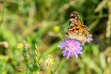 Fototapeta na wymiar Butterfly on a purple flower on the field. close up