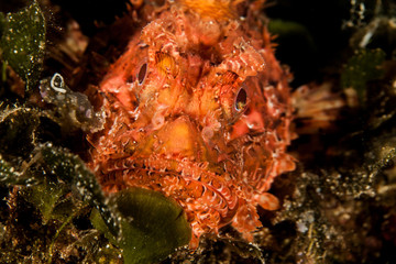 Scorpionfish , Scorpaenidae 