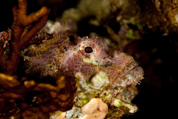 Scorpionfish , Scorpaenidae 