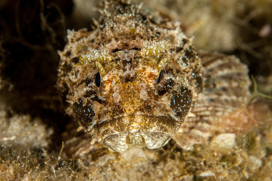 Scorpionfish , Scorpaenidae 