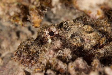 Scorpionfish , Scorpaenidae 