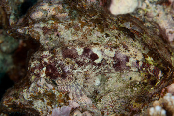Obraz na płótnie Canvas Scorpionfish , Scorpaenidae 