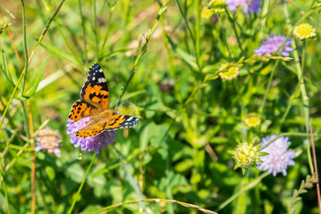 Butterfly on a purple flower on the field. close up