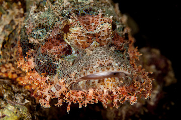 Scorpionfish , Scorpaenidae 