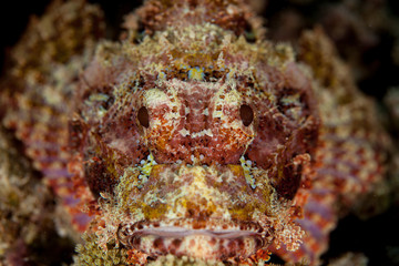 Scorpionfish , Scorpaenidae 