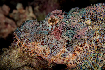 Scorpionfish , Scorpaenidae 