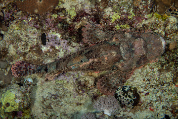 Obraz na płótnie Canvas Scorpionfish , Scorpaenidae 