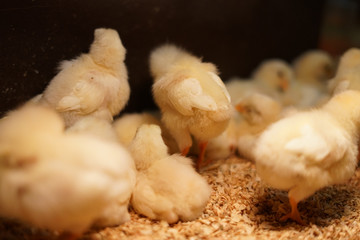 かわいいひよこのイメージ © kanzilyou