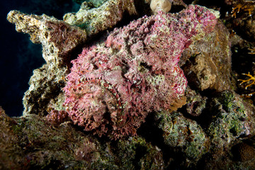 Reef Stonefish - Synanceia verrucosa