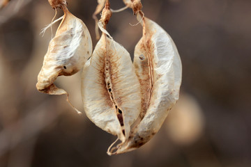 Colutea Arborescens' Seed Pods, Sunlight
