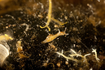Sea slug, a sea hare, Aplysia punctata