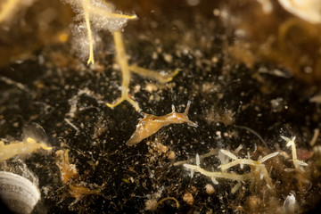 Sea slug, a sea hare, Aplysia punctata