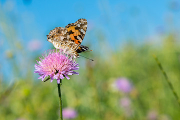 Butterfly on a flower in a field. Butterfly On Grass Field With Warm Light