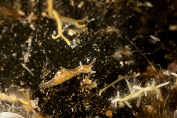 Sea slug, a sea hare, Aplysia punctata