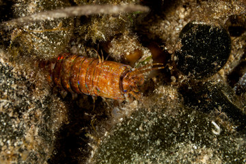 Giant Sea Worm, Eunice aphroditois