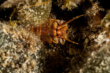 Giant Sea Worm, Eunice aphroditois