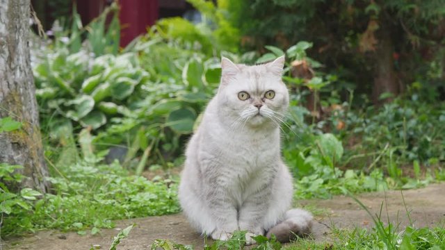 Domestic Cat Sitting On A Grass In The Garden.