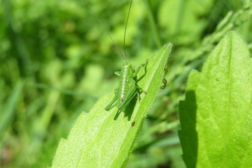 Fototapeta premium Green grasshopper on leaves background in the garden, closeup