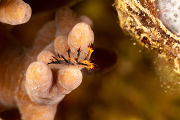 Seaslug, Nudibranch, Dendronotus is a genus of sea slugs, nudibranchs, marine gastropod molluscs in the superfamily Tritonioidea