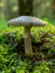 A blurry background version, wild mushrooms in the forest, autumn is the time of mushroom gathering, Latvia