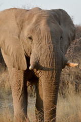 African elephants are elephants of the genus Loxodonta. The genus consists of two extant species:...