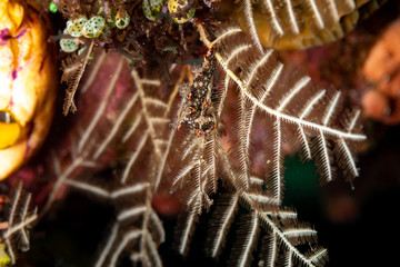 Snakey Bornella, Eel Bornella, Bornella anguilla is a species of sea slug, a nudibranch, a marine gastropod mollusk in the family Bornellidae