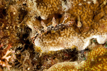 Snakey Bornella, Eel Bornella, Bornella anguilla is a species of sea slug, a nudibranch, a marine gastropod mollusk in the family Bornellidae