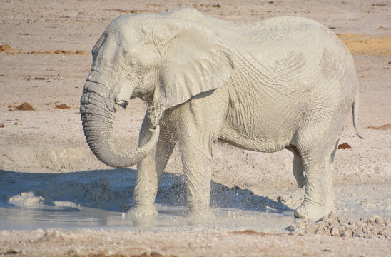View of an elephant covered in white mud (Etosha National Park) Namibia Africa. Etosha&rsquo;s elephants number about 2500 and occur either in breeding herds numbering up to 50 