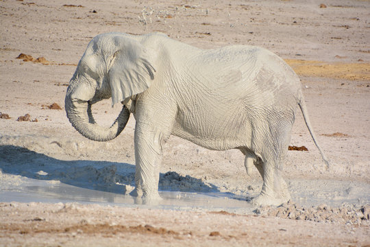 View of an elephant covered in white mud (Etosha National Park) Namibia Africa. Etosha&rsquo;s elephants number about 2500 and occur either in breeding herds numbering up to 50 