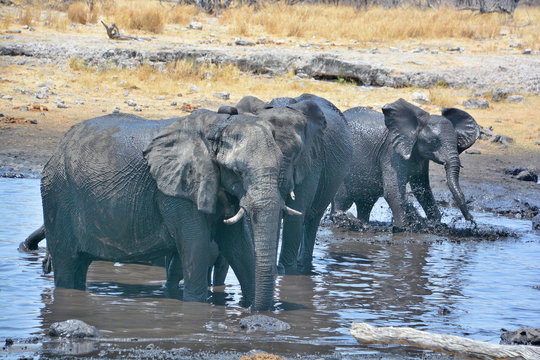Elephants covered of black mud (Etosha National Park) Namibia Africa located in the Kunene region and shares boundaries with the regions of Oshana, Oshikoto and Otjozondjupa.