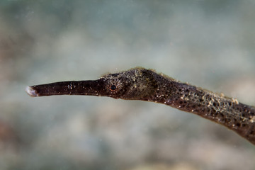 Trachyrhamphus longirostris, Pipefishes or pipe-fishes (Syngnathinae) are a subfamily of small fishes