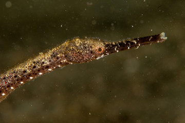 Obraz na płótnie Canvas Trachyrhamphus longirostris, Pipefishes or pipe-fishes (Syngnathinae) are a subfamily of small fishes