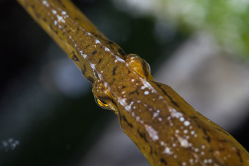 Pipefishes or pipe-fishes (Syngnathinae) are a subfamily of small fishes