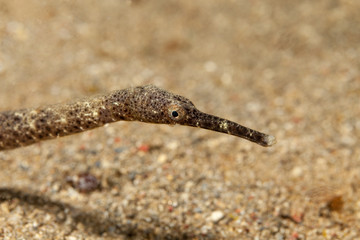 Trachyrhamphus longirostris, Pipefishes or pipe-fishes (Syngnathinae) are a subfamily of small fishes