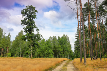 Summer in the forest of Warmia in north-eastern Poland