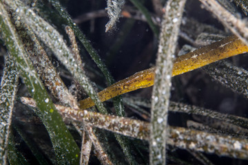 Pipefishes or pipe-fishes (Syngnathinae) are a subfamily of small fishes
