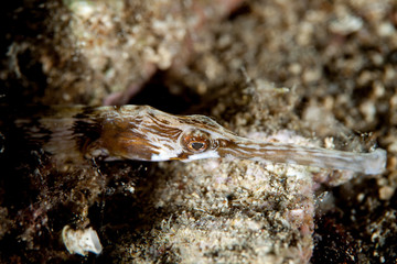 Pipefishes or pipe-fishes (Syngnathinae) are a subfamily of small fishes