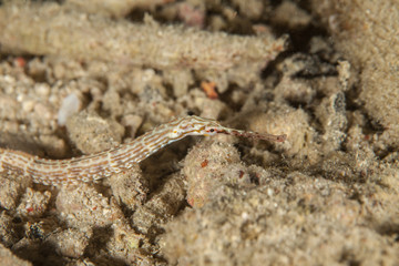 Pipefishes or pipe-fishes (Syngnathinae) are a subfamily of small fishes