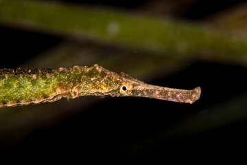 Pipefishes or pipe-fishes (Syngnathinae) are a subfamily of small fishes